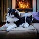 19 A&a Aurora Black & White Siberian Husky Plush Stuffed Animal