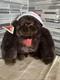 1988 Dakin Tsuruya Brown Gorilla Stuffed Animal Plush Santa Hat Nos