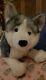 20 Inch Nadia The Husky Retired Plush By Douglas