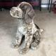 23 Rare Douglas Cuddle Toy Ivan German Pointer Dog Plush Retired Stuffed Animal