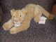 24 Steiff Lioness Lion Plush Toy New M/withtags 064289