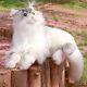 3lb Weighted Stuffed Cat Animal Realistic Plush Cat Handmade Companionship