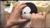 Amazing Japanese Repairmen 3 Stuffed Animal English Subtitles