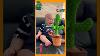 Cute Mexica Plush Dancing Cactus Electric Plush Toy