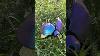 Doug The Bug Makeship Plush Pre Order Now