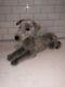 Douglas Plush Silver Greyhound Nwt, Mint Condition, Very Rare
