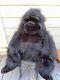 Giant Caltoy Huge Big Aurora Gorilla 33ape Monkey Plush Stuffed Animal