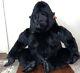 Giant Huge Big Aurora Gorilla 42 Ape Monkey Plush Stuffed Animal Excellent Cond