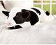 Giant Plush Cow Body Pillow Large Stuffed Toy Animal Bodypillar Soft Furry 48 L
