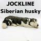 Jockline Collie Dog Big Plush Stuffed Toy Siberian Husky 92 X 24 X 21cm