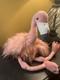 Jellycat Plush Rosario Flamingo Stuffed Animal Rare Large Nwt 18 Htf Pink Lovey