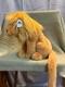 Nwt Retired Jellycat Leonardo Lion Tan Brown Long Tail Soft Plush Animal Large