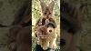 New Stuffed Animals Stuffedanimals Stuffedtoys Style Therian Antizoo