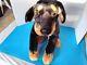 Plush Dog Doberman Best Made Toys Realistic Stuffed Animal 30 Rare
