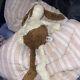 Ragland Bart Bunny Rabbit 20 Long Legs Brown Cream Plush Soft Toy Stuffed