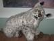 Rare! Vintage Animal Fair Plush Stuffed Bobcat- Lynx- Big! 24 X 20 Kitty Cat