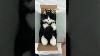 Realistic Cat Plush Handmade Companion Pet Gift Idea