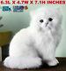 Realistic Persian Cat Pet Plush, Kids And Children Stuffed Animal Hard Toy Doll