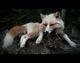 Red Platinum Whitemark Fox Soft Mount Taxidermy Plush Stuffed Animal