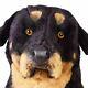Rottweiler By Piutre, Hand Made In Italy, Plush Stuffed Animal Nwt