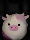 Squishmallow Caedyn 12 Pink Cow (kellytoy) New With Tag Valentine's In Hand Nwt