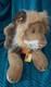 Steiff Molly Leo Lion Plush Stuffed Animal Toy Ear Button Hang Tags 30 In. 1980s