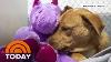 Stray Dog Finds Fur Ever Home With Stuffed Unicorn Toy Today