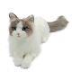Stuffed Animals Plush Toy Cat, Real Size And Ragdoll Cat(lying)