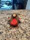 Ty Beanie Baby Early The Robin Bird Stuffed Animal Plush Toy
