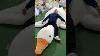 Unboxing Giant Goose Plush Toy Hugegoosetoy Toyunboxing