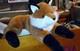 Very Rare Htf Aurora A&a Fox Plush Stuffed Animal With Zipper Nwt