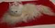 Vintage La Mar Toy Co. Persian Cat Kitten Plush Toy Fur 24 Stuffed Animal Rare
