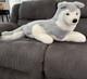 Vtg Douglas Cuddle Toys Husky Dog Plush Stuffed Animal Htf 38 Jumbo Usa Read
