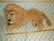 Vtg Rare 1990 Douglas Cuddle Toys Very Large Lion Plush Stuffed Animal