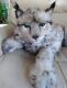 Vtg. Realistic Limited Ed. Bob Cat Lynx Stuffed Animal Plush Handcrafted Italy
