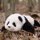 Weighted Stuffed Animals, 4lb Weighted, Realistic Handmade Stuffed Panda Lying